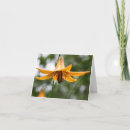Recherche de fleur de lis photographie Pour tous