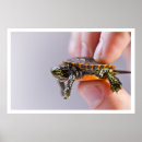 Suche nach schildkröte muschel poster Wild