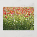 Suche nach blumenfeld postkarten Natur