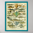 Recherche de anguilles posters Mer