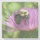Suche nach hummeln untersetzer Natur