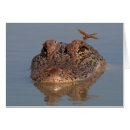 Suche nach amerikanischer alligator postkarten Reptilien