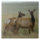 Suche nach kalb fliesen Elche