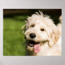 Recherche de culotte posters Chien