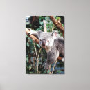 Suche nach koala leinwandbilder Australie