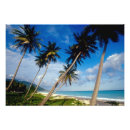 Suche nach santo domingo poster Palme