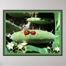 Recherche de de coccinelle posters Coccinelles