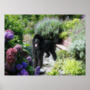 Suche nach pudel poster Miniatur