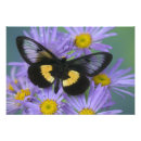 Recherche de ailes papillon posters Faune