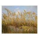 Recherche de avoine posters Nature