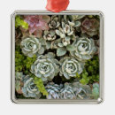 Recherche de succulents ornements Cactus