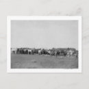 Suche nach pferde postkarten Kamericana