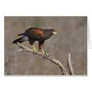 Recherche de faucon de harris Oiseau