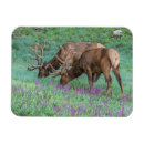 Recherche de rocky mountain national park Wapiti