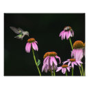 Suche nach vögel und bienen poster Natur