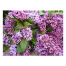 Recherche de lilas posters Ressort