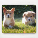 Recherche de dads électronique Corgi