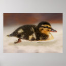 Suche nach babyente poster Natur