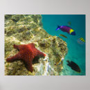 Suche nach weibchen poster Seestern