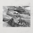 Suche nach crocodile postkarten Reptile