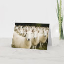 Recherche de élevage vœux cartes Mouton