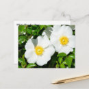 Suche nach seltene postkarten Natur