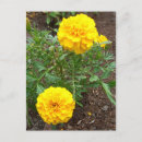 Suche nach marigold postkarten Summen