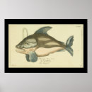 Recherche de mammifères marins posters Illustration