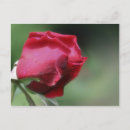 Suche nach einzeln postkarten Fotografie