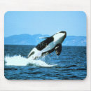 Suche nach killerwal mousepads Wale
