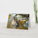Suche nach buteo Foto