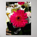 Recherche de gerbera rouge posters Fleur