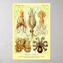 Recherche de octopus illustration posters Octopi