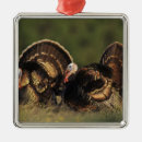 Suche nach truthahn ornamente Natur