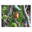 Suche nach singing poster Naturfotografie