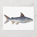 Suche nach wels postkarten Fisch