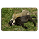 Recherche de loup gris magnets Loups