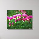 Suche nach weiße blumen leinwandbilder Fotografie