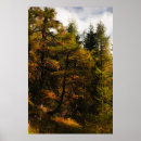 Suche nach lärche poster Wald