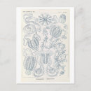 Recherche de haeckel cartes postales Vintage