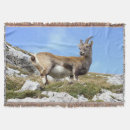 Suche nach ziegen decken Gebirge