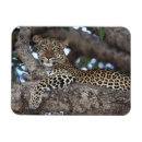 Recherche de panthera magnets Animal
