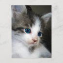 Recherche de tête morte cartes postales Mignon