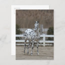 Recherche de friesian horse cartes postales Bob langrish