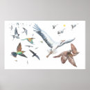 Suche nach zugvögel poster Wildtiere
