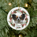 Suche nach papillon hund wohnen zuhause Foto