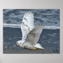 Suche nach schneeeulen poster Natur