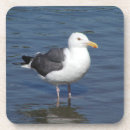 Suche nach watender vogel Wasser