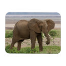 Recherche de animal africain magnets Tanzanie