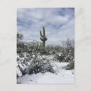 Recherche de saguaro cartes postales Cactus